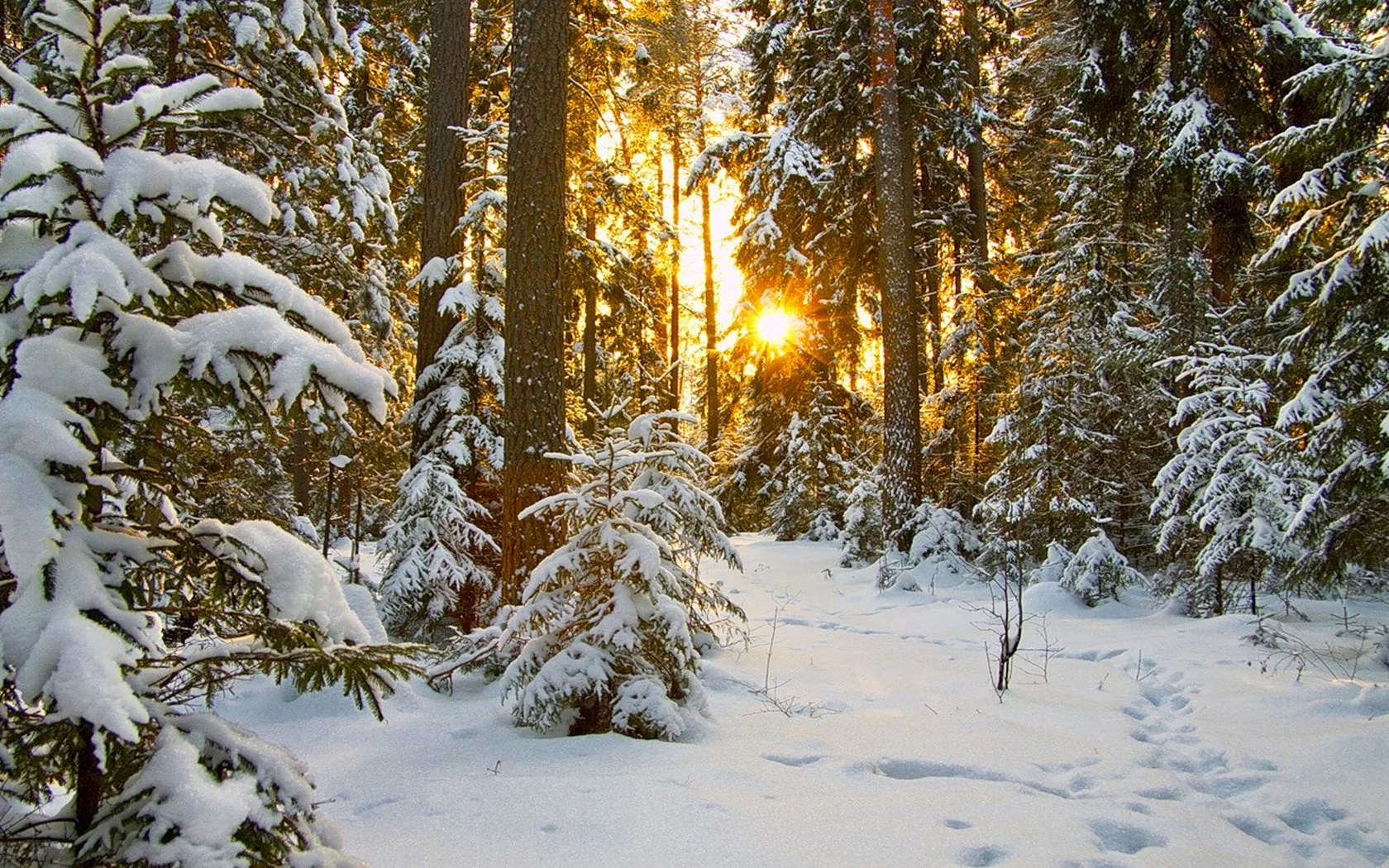 Сочинение на тему «Зимний лес»